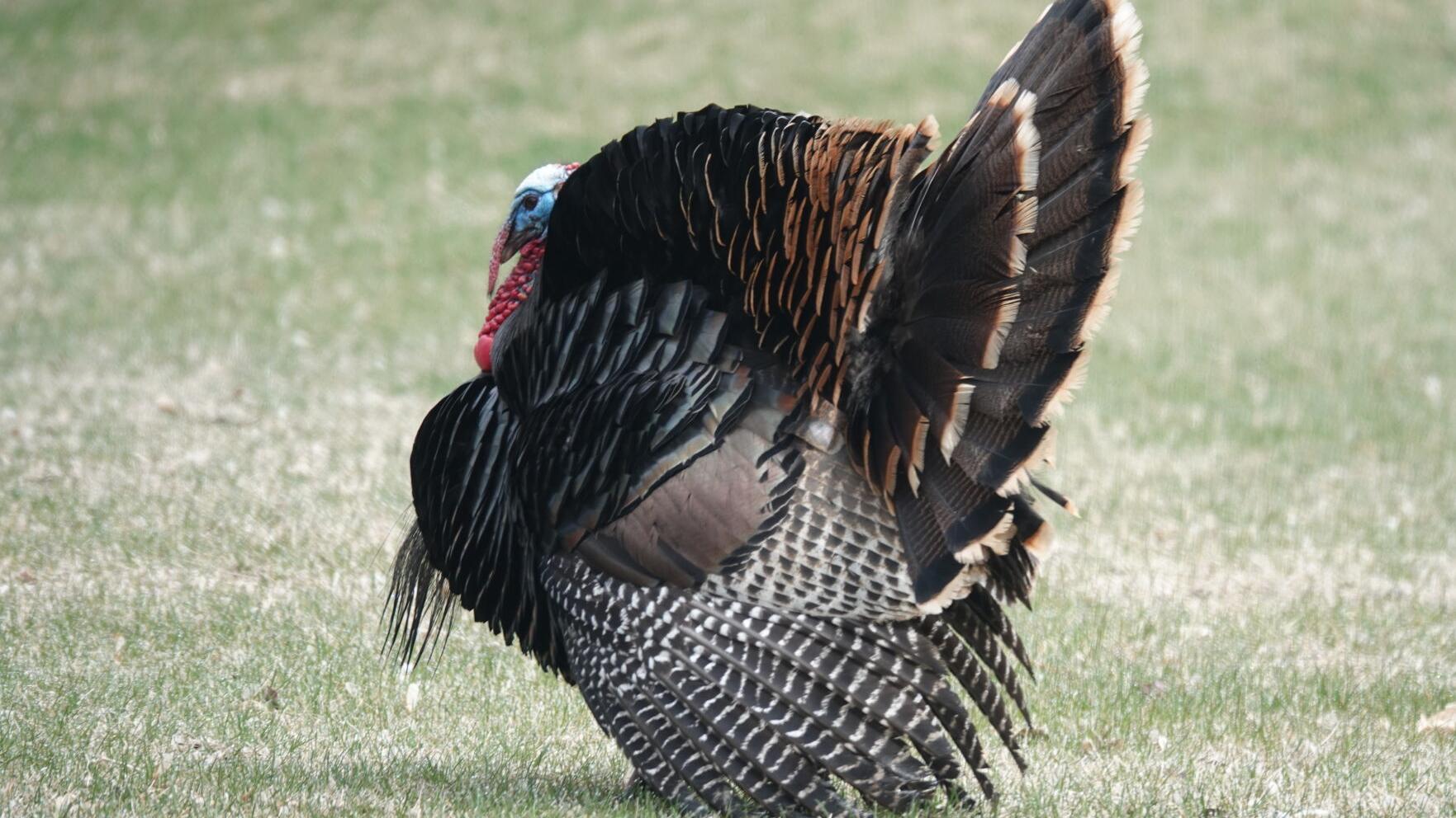 Column: Gearing up for the turkey hunt